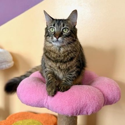 Enlarge Lizzo, a ADOPTABLE Domestic Medium Hair in Sweetwater, TN image 3/5