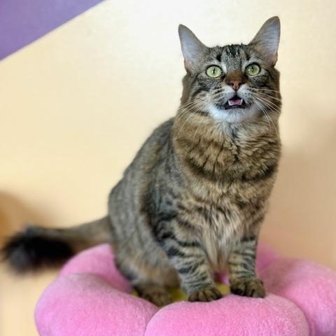 Enlarge Lizzo, a ADOPTABLE Domestic Medium Hair in Sweetwater, TN image 4/5