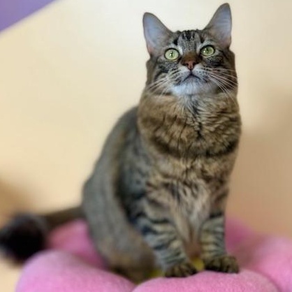 Enlarge Lizzo, a ADOPTABLE Domestic Medium Hair in Sweetwater, TN image 1/5
