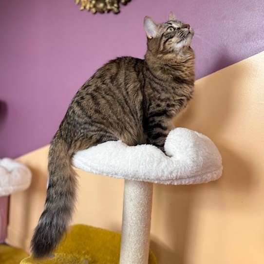 Enlarge Lizzo, a ADOPTABLE Domestic Medium Hair in Sweetwater, TN image 2/5