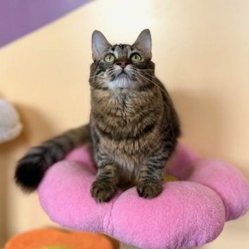 Enlarge Lizzo, a ADOPTABLE Domestic Medium Hair in Sweetwater, TN image 5/5