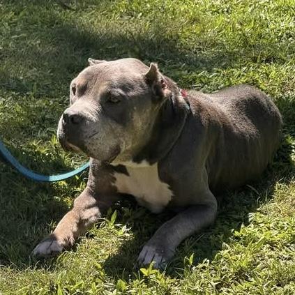 Enlarge Griffin, a Adoptable mixed breed in Pound, VA image 4/4