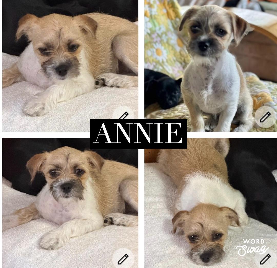 Enlarge Annie, a ADOPTABLE mixed breed in canyon lake, TX image 1/1