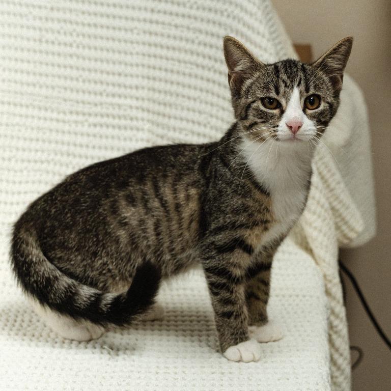 Wood Kitten 3(Pine), Adoptable, Kitten Male Domestic Short Hair.