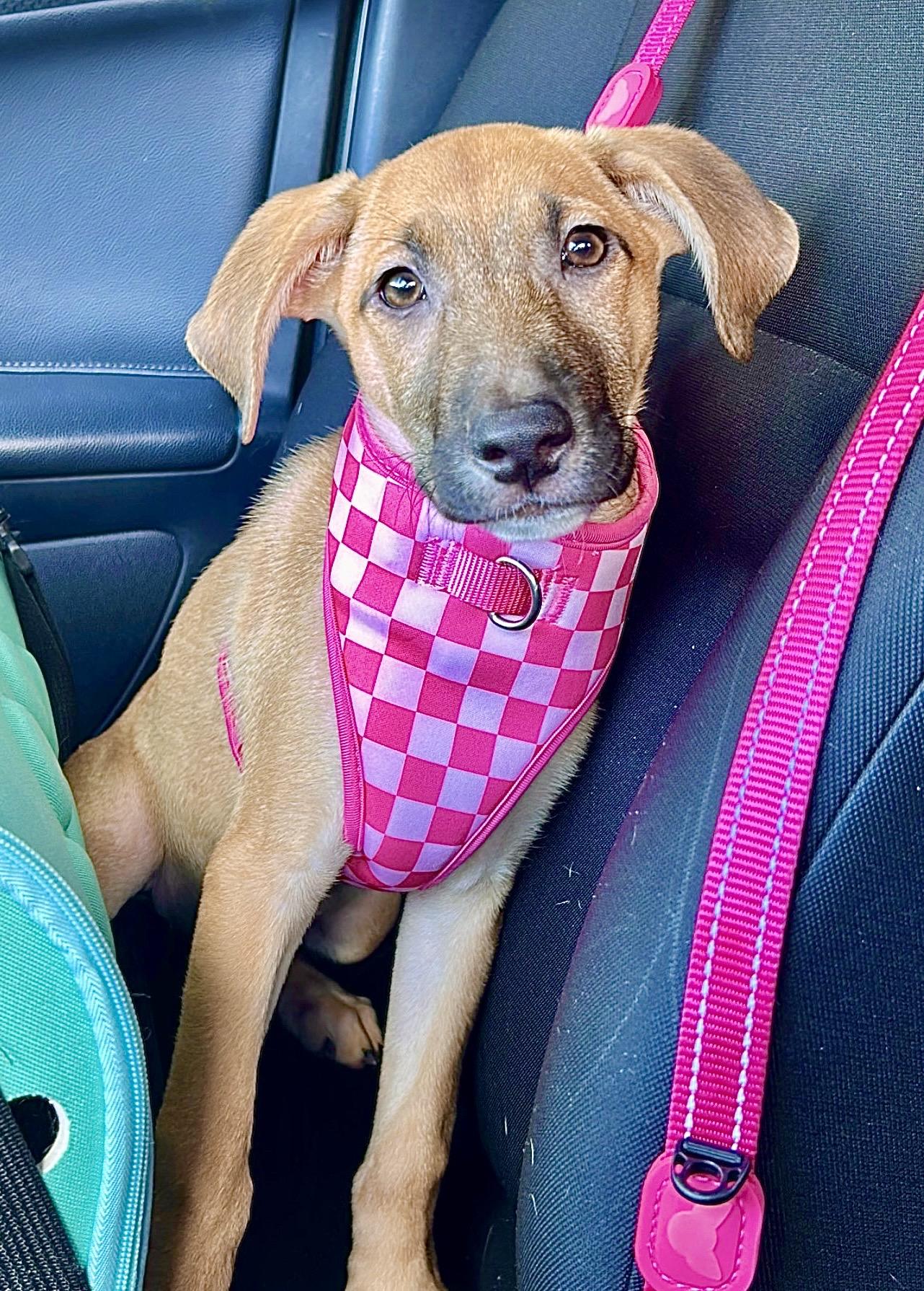 Enlarge Melody - Small, Playful, Loving & Cuddly - LOW ADOPTION FEE, an adopted mixed breed in Brooklyn , NY image 3/6