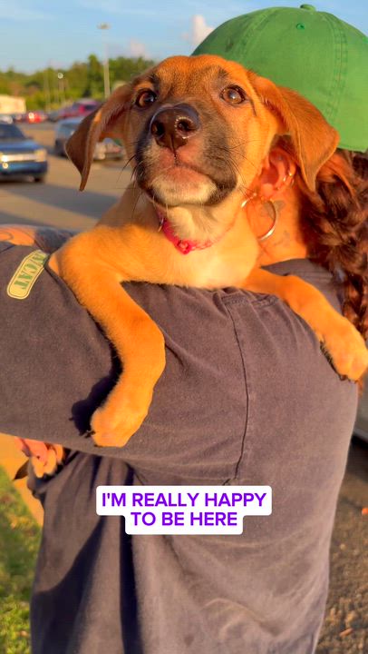 Enlarge Melody - Small, Playful, Loving & Cuddly - LOW ADOPTION FEE, an adopted mixed breed in Brooklyn , NY video 2/6