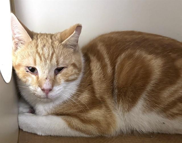 TWINKIE, Adoptable, Young Male Domestic Short Hair.