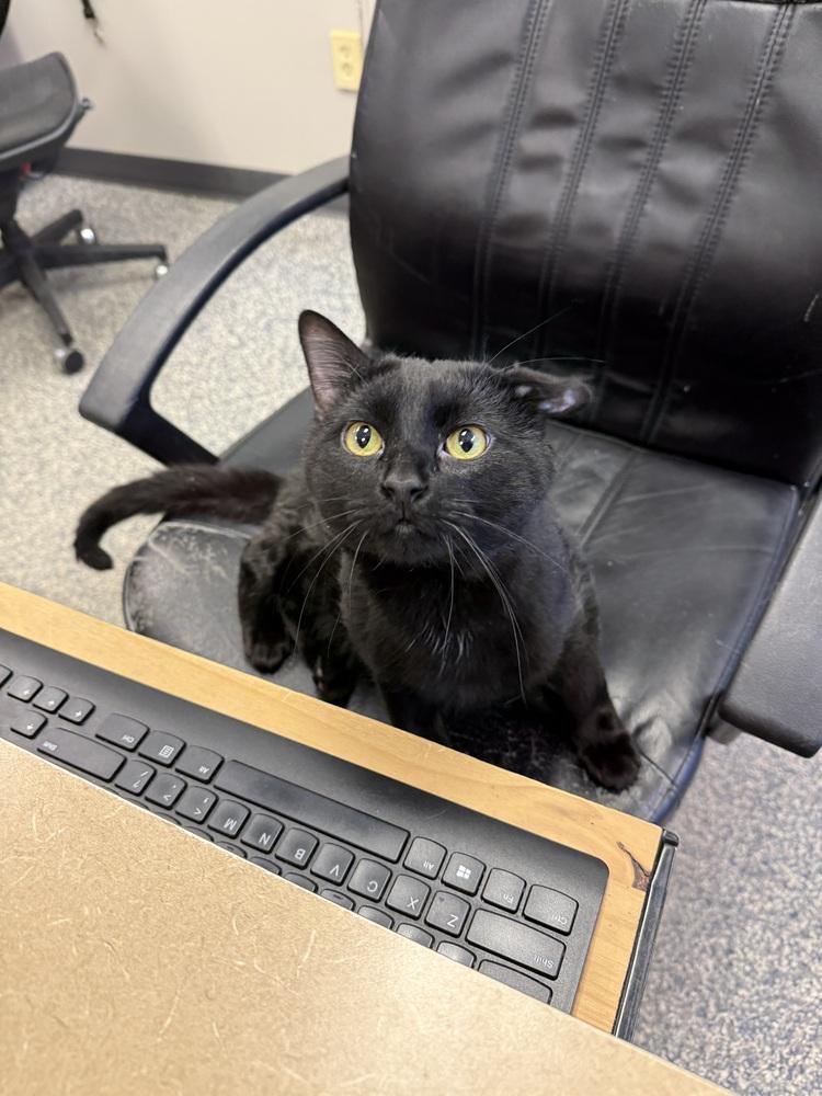 Toast, Adoptable, Adult Male Domestic Short Hair.