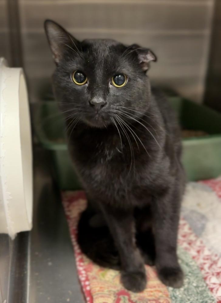 Enlarge Toast, a Adoptable mixed breed in Bemidji, MN image 1/2