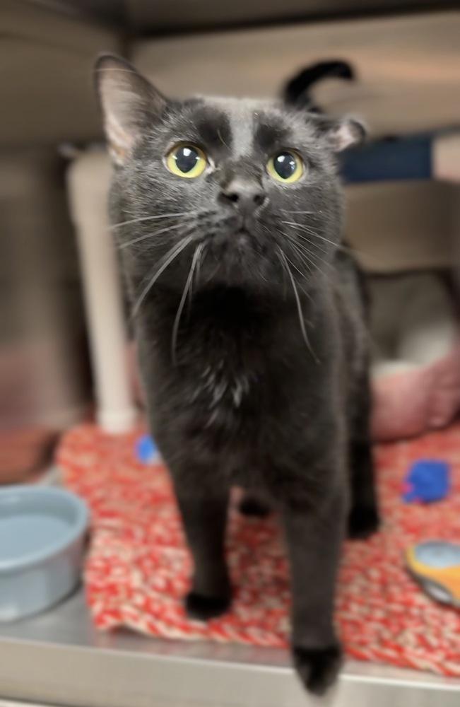 Enlarge Toast, a Adoptable mixed breed in Bemidji, MN image 3/4