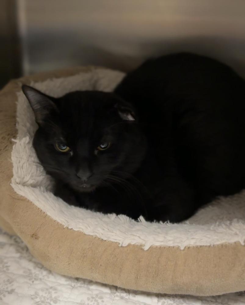 Enlarge Toast, a Adoptable mixed breed in Bemidji, MN image 1/1