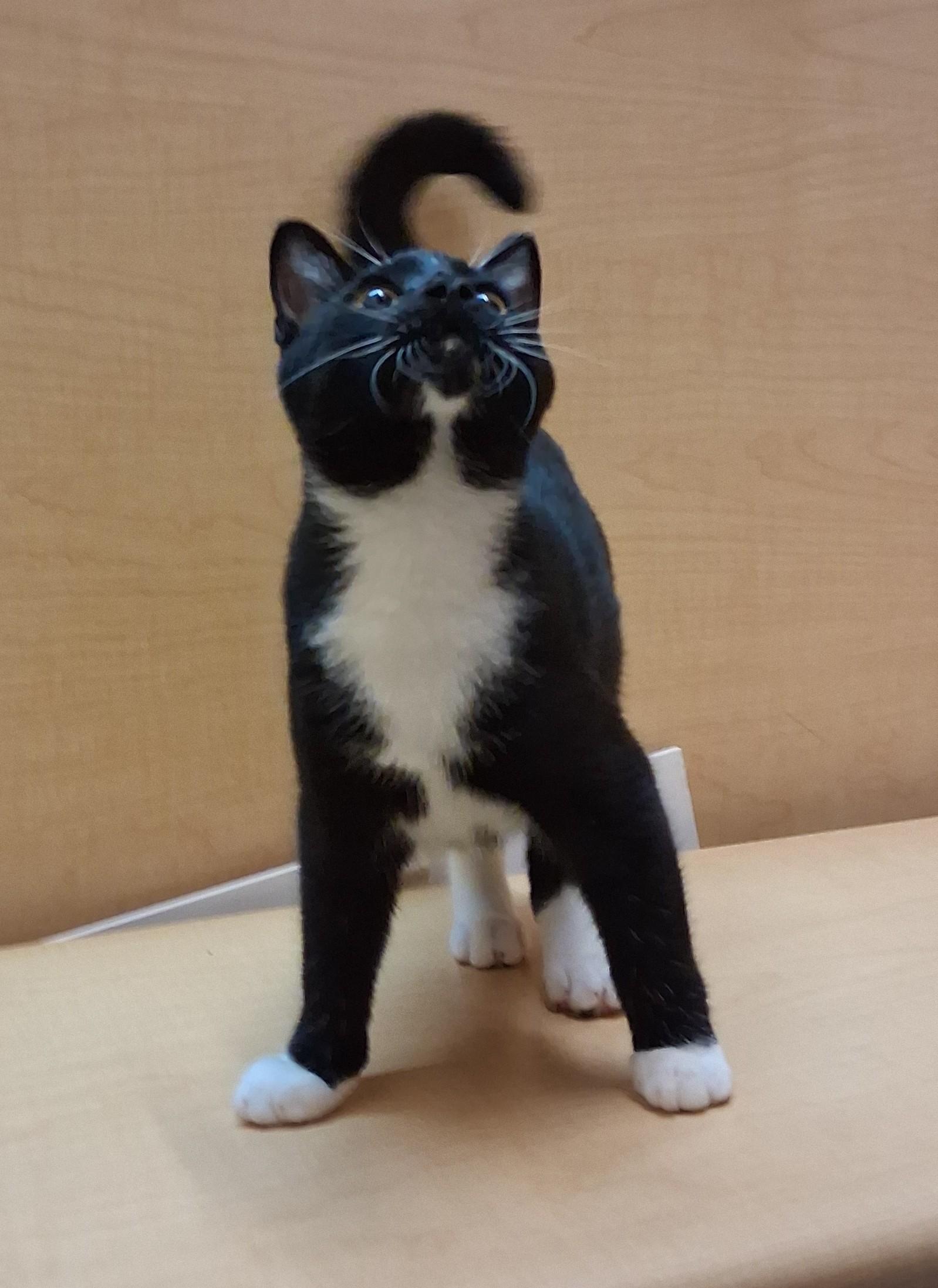 Jack Links (Pick Me!), Adoptable, Young Male Tuxedo.