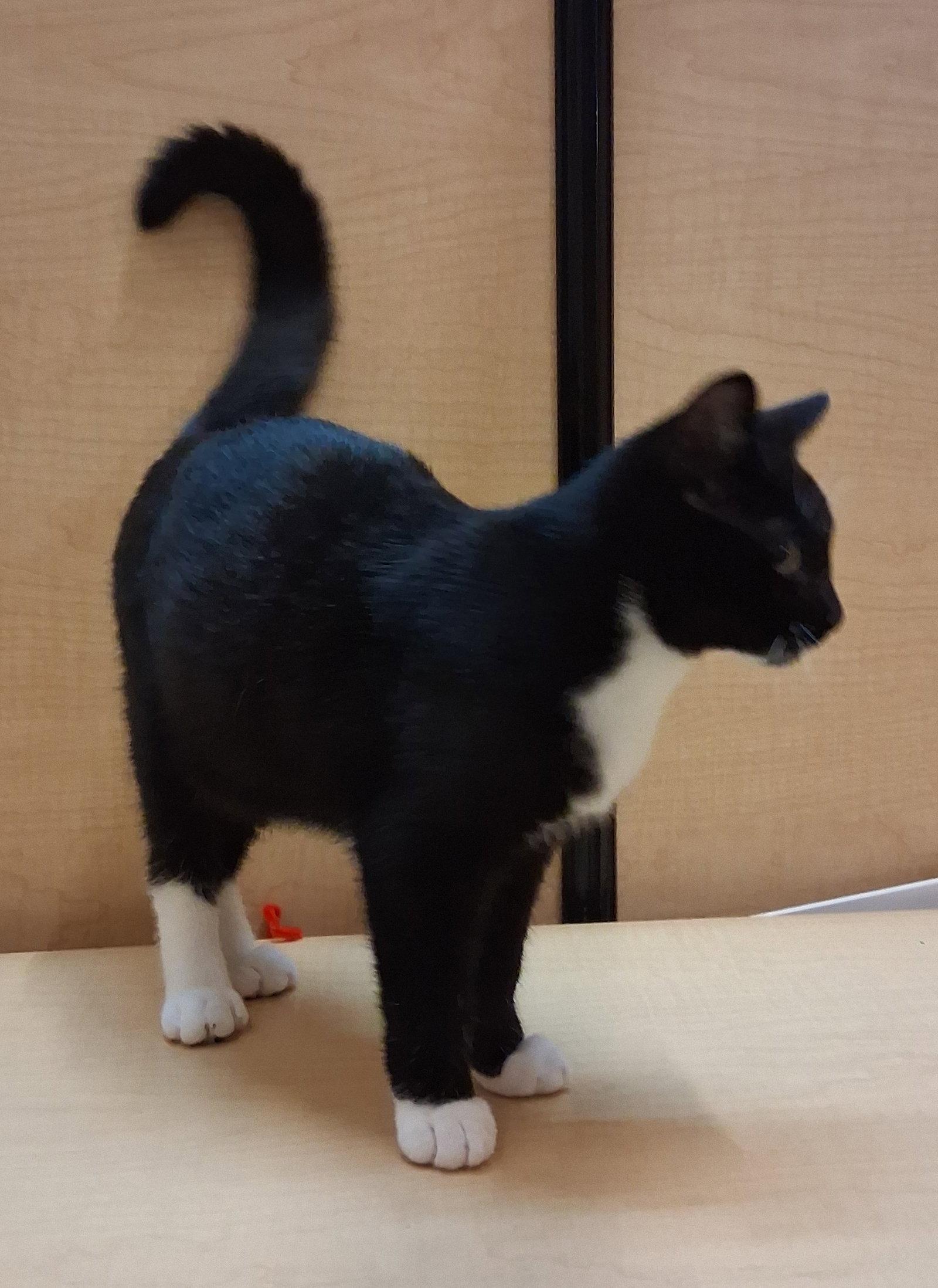 Enlarge Jack Links (Pick Me!), a Adoptable Tuxedo in Cuyahoga Falls, OH image 2/3