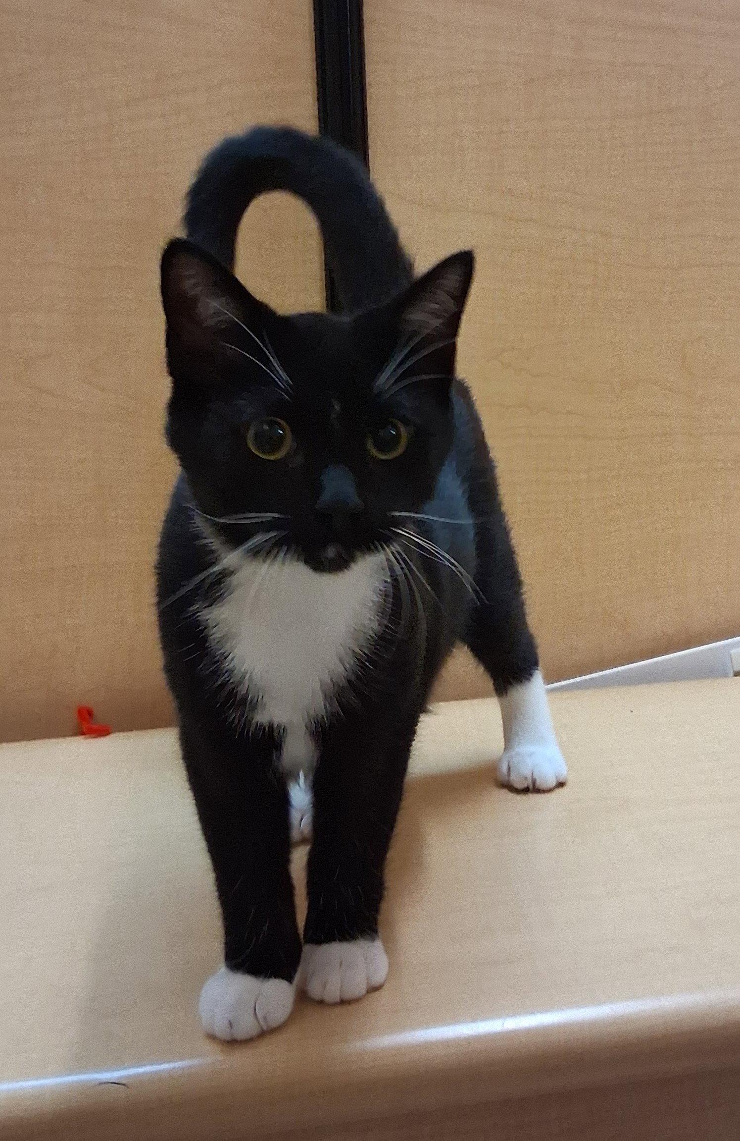 Enlarge Jack Links (Pick Me!), a Adoptable Tuxedo in Cuyahoga Falls, OH image 3/3