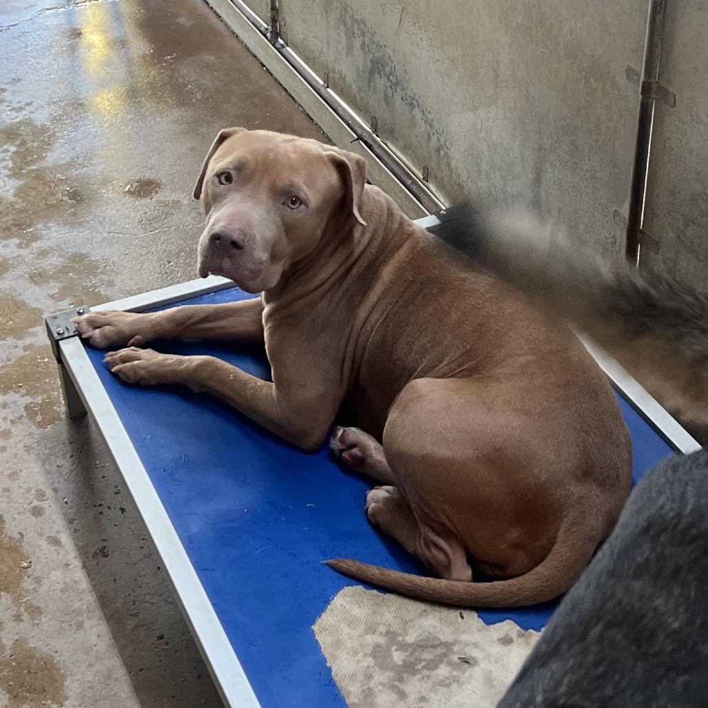 Yuki, Adoptable, Adult Female American Staffordshire Terrier.