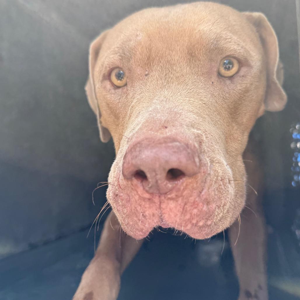 Enlarge Yuki, a Adoptable American Staffordshire Terrier in Edinburg, TX image 2/4