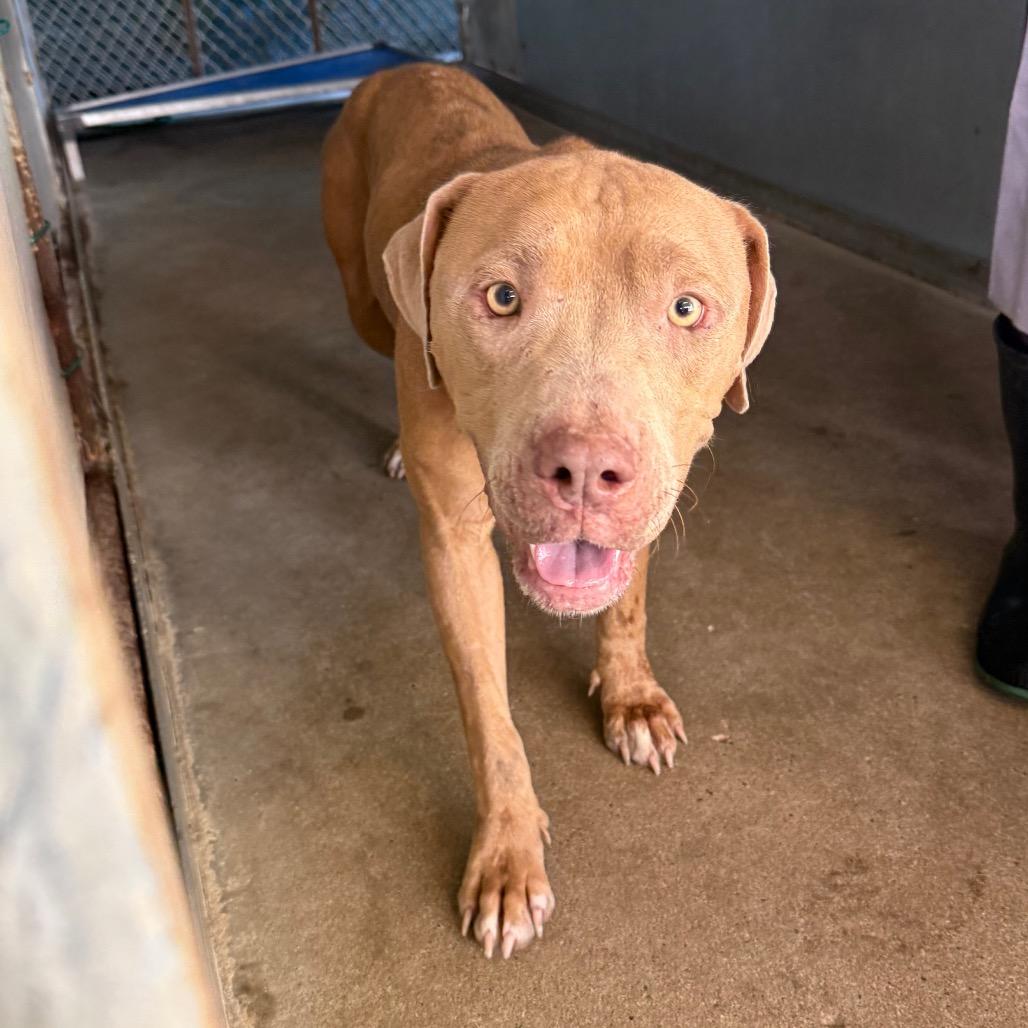 Enlarge Yuki, a Adoptable American Staffordshire Terrier in Edinburg, TX image 3/4
