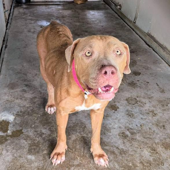Enlarge Yuki, a Adoptable American Staffordshire Terrier in Edinburg, TX image 4/4