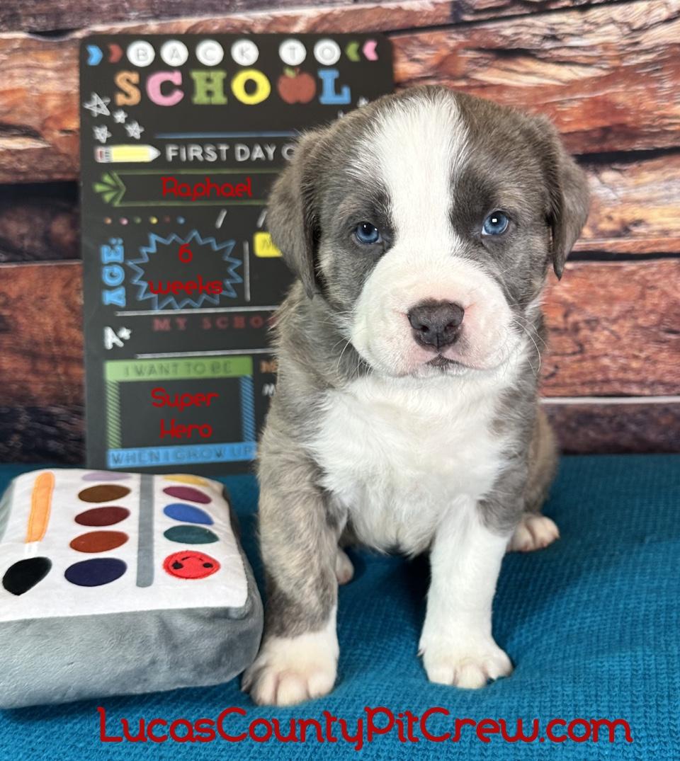 Raphael, adopted, Puppy Male American Bully & American Staffordshire Terrier.