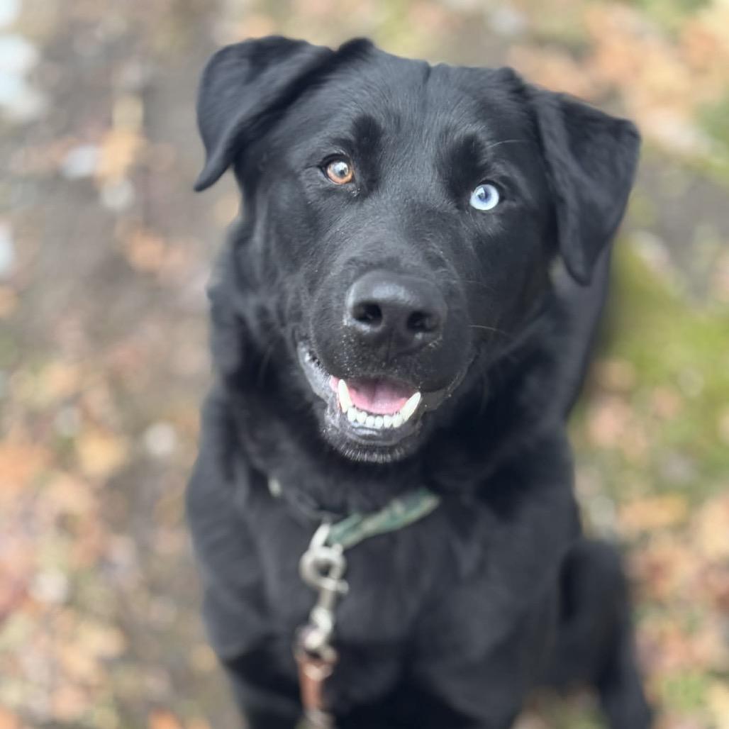 Duece, Adoptable, Young Male Black Labrador Retriever & Husky.