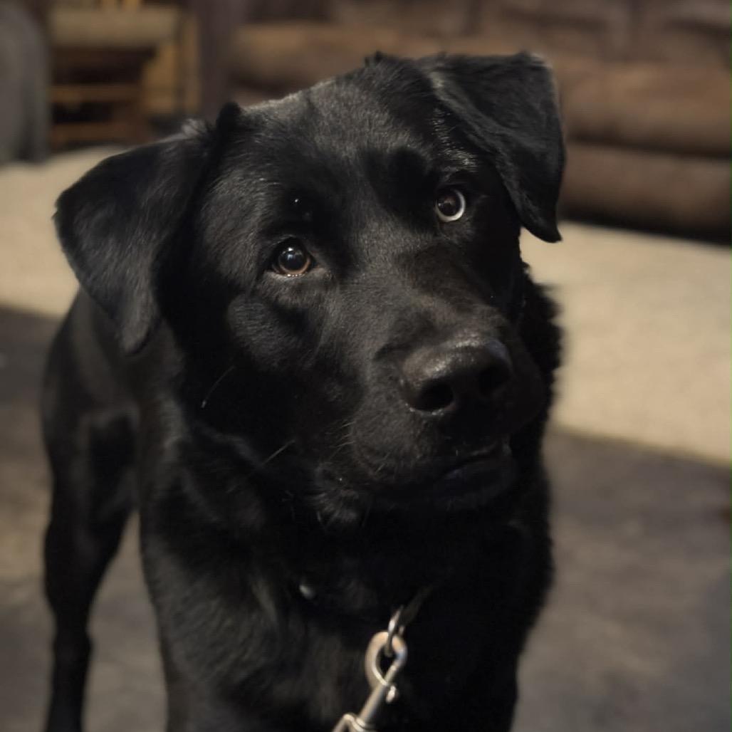 Enlarge Duece, a Adoptable mixed breed in Brainerd, MN image 2/5