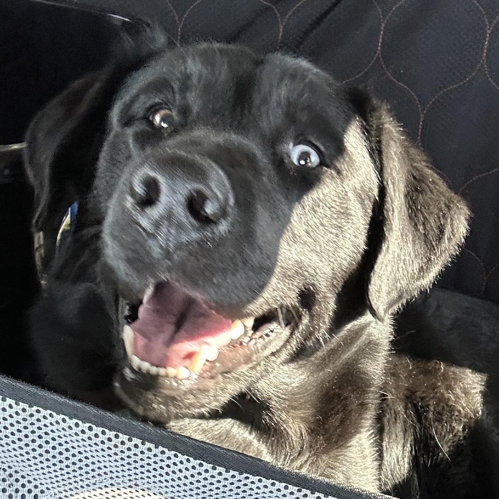 Enlarge Duece, a Adoptable mixed breed in Brainerd, MN image 3/5