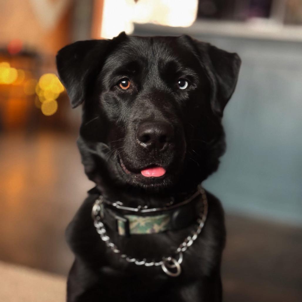 Enlarge Duece, a Adoptable mixed breed in Brainerd, MN image 4/5