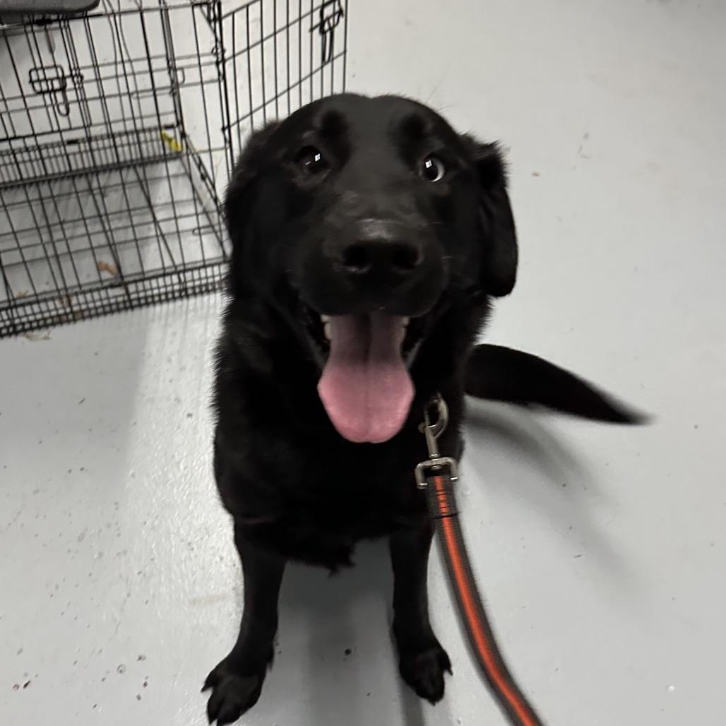 Enlarge Duece, a Adoptable mixed breed in Brainerd, MN image 5/5