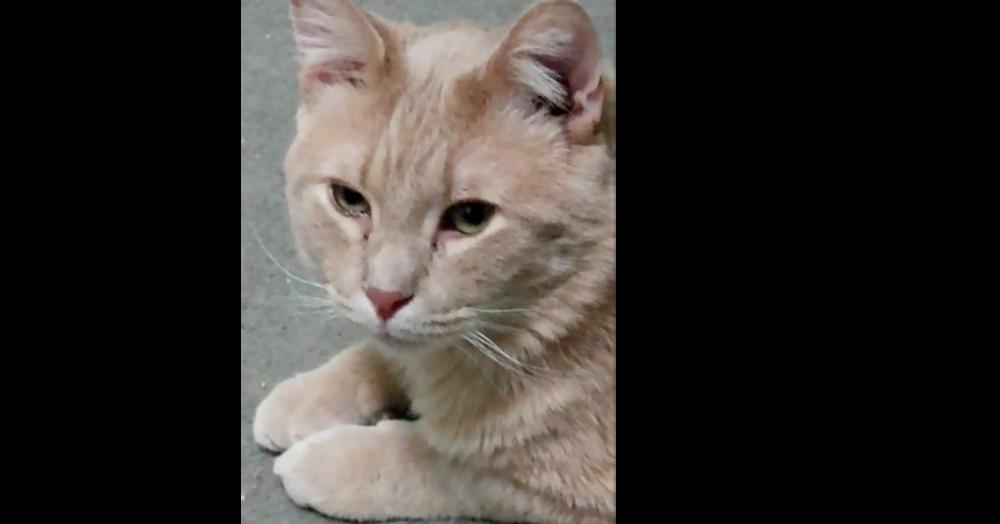 Enlarge Maxwell, a Adoptable Domestic Short Hair in Harpers Ferry, WV image 1/1