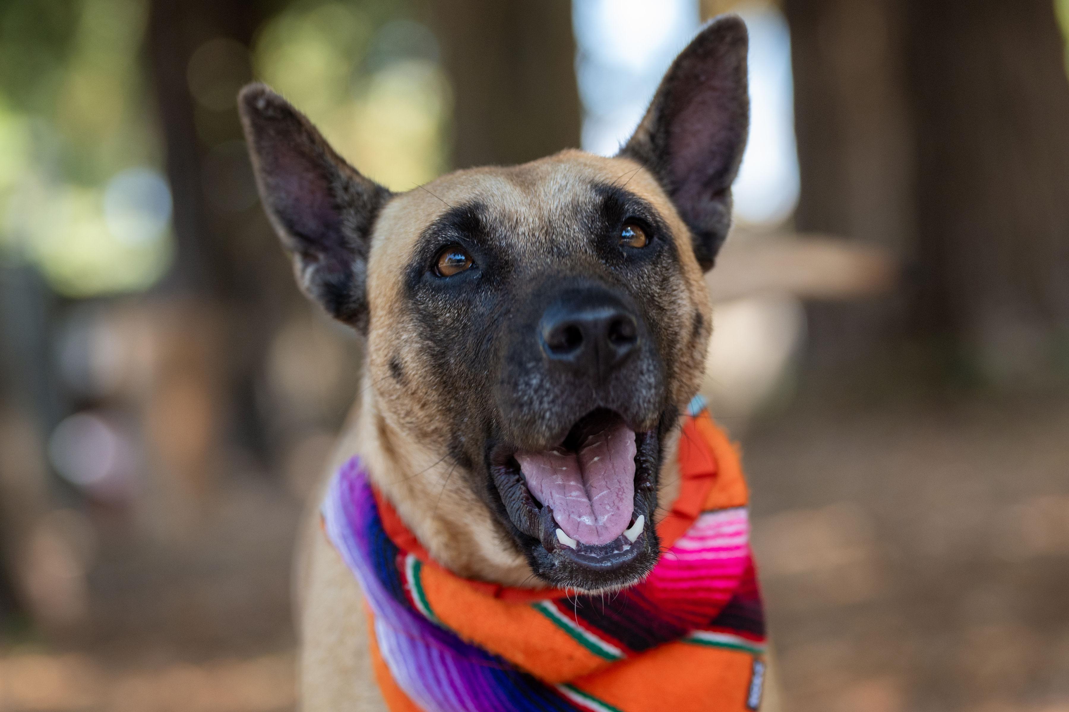 Greta, a Adoptable mixed breed in Santa Rosa, CA image 4/6