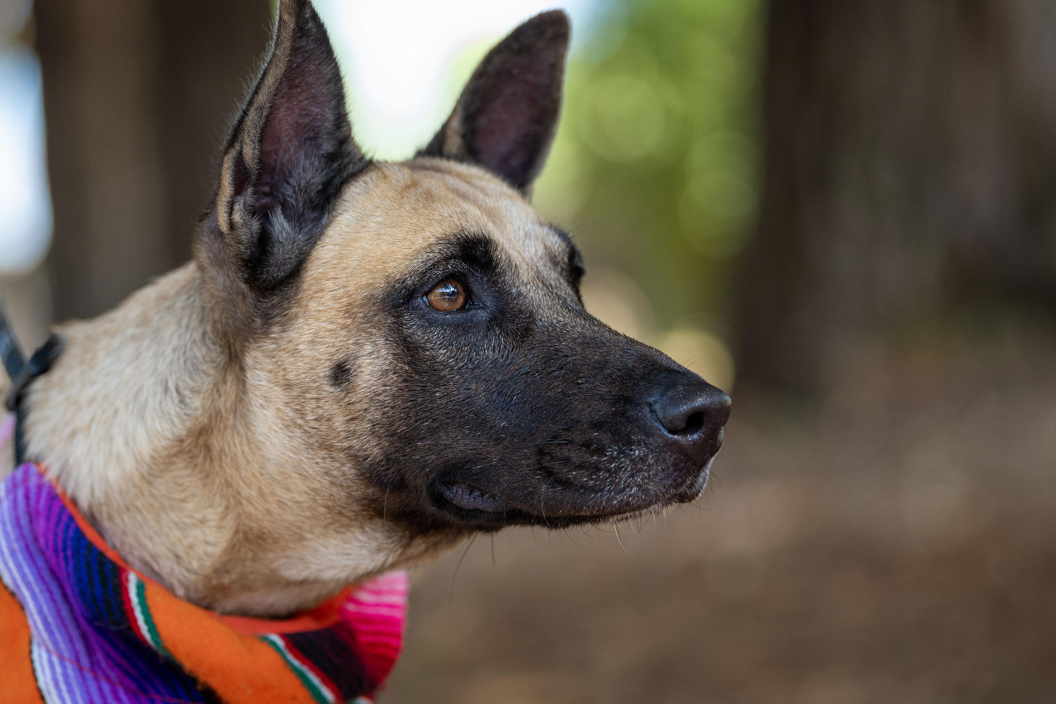 Greta, a Adoptable mixed breed in Santa Rosa, CA image 5/6