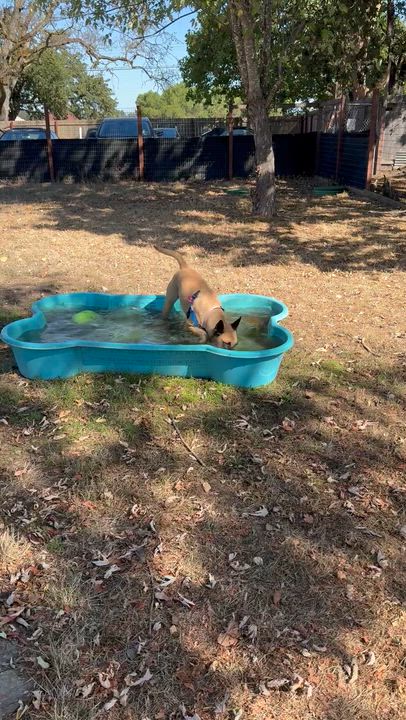 Enlarge Greta, a Adoptable mixed breed in Santa Rosa, CA video 6/6