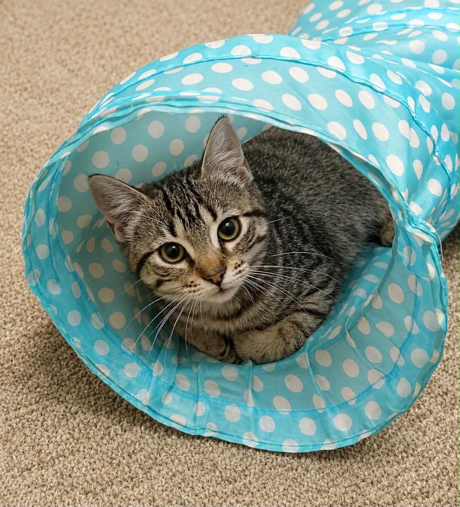 Bloom Hopper, Adoptable, Kitten Female Domestic Short Hair.