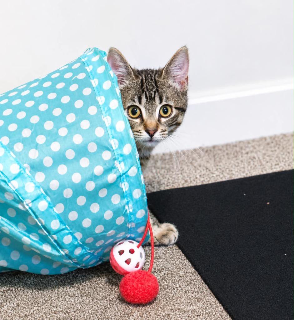 Bloom Hopper, a Adoptable Domestic Short Hair in Gorham, ME image 2/3