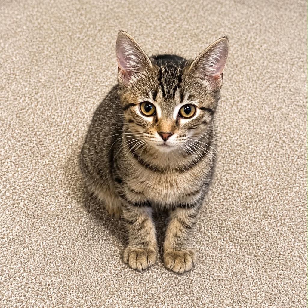Bloom Hopper, a Adoptable Domestic Short Hair in Gorham, ME image 3/3