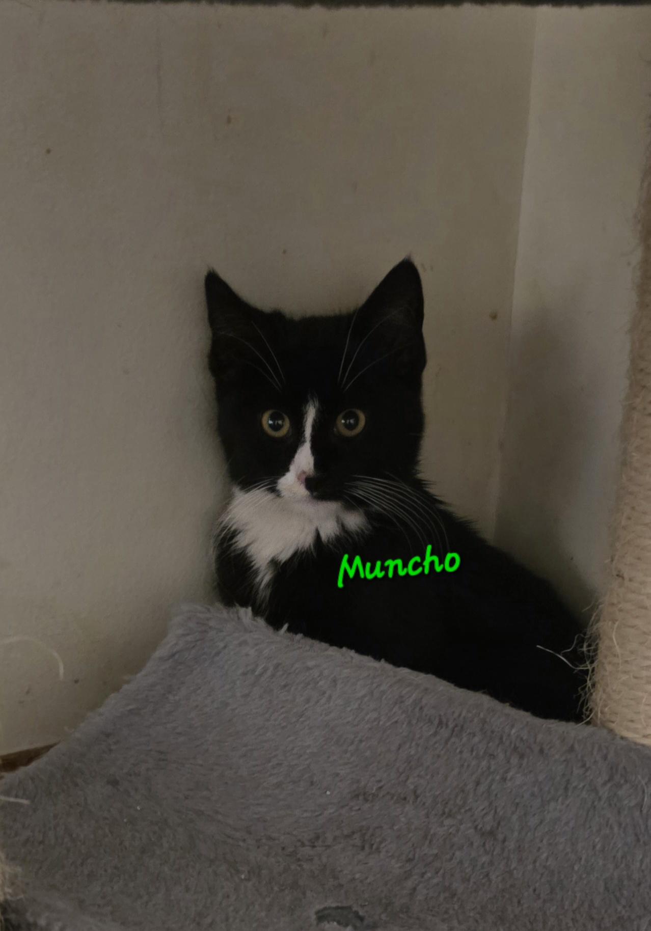 Muncho, adopted, Kitten Male Tuxedo.