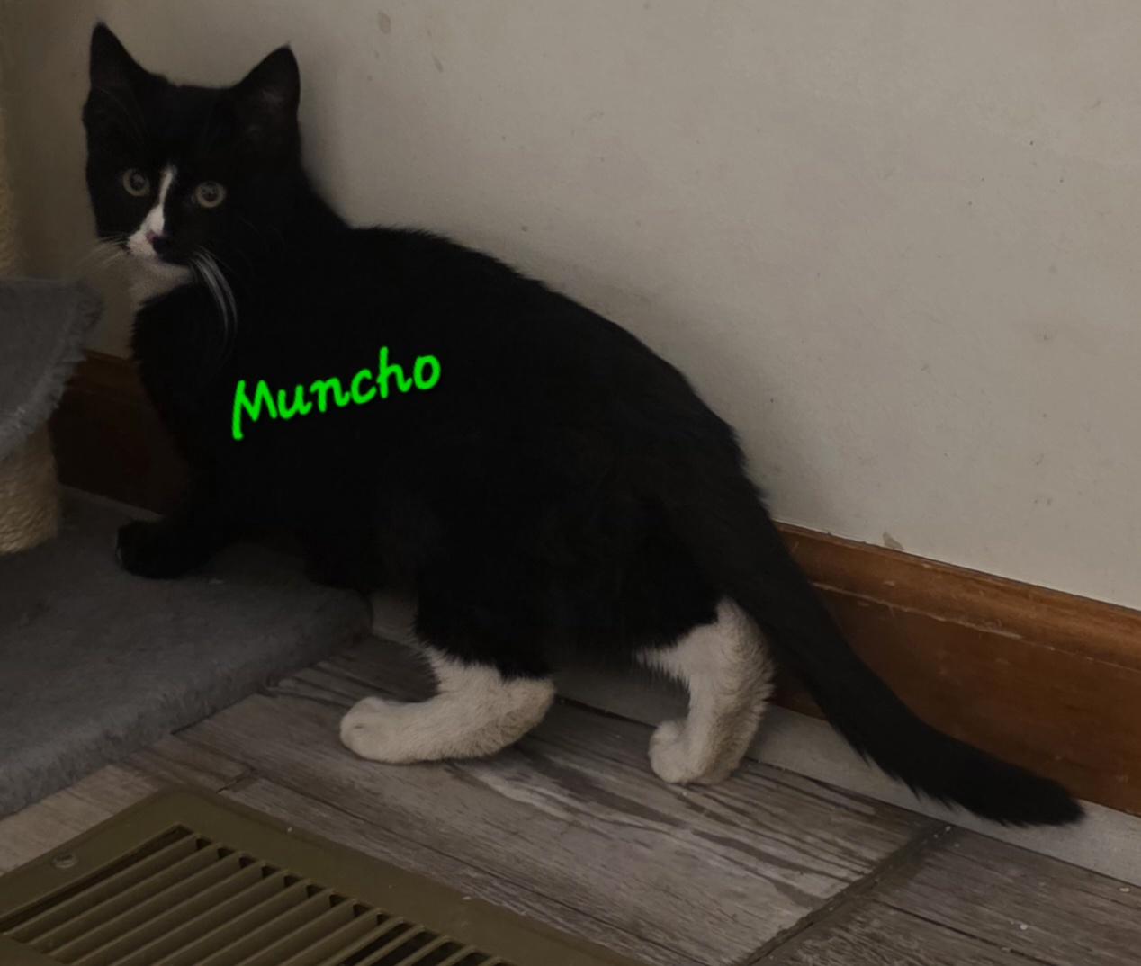 Enlarge Muncho, an adopted Tuxedo in Jamesville, NY image 3/5