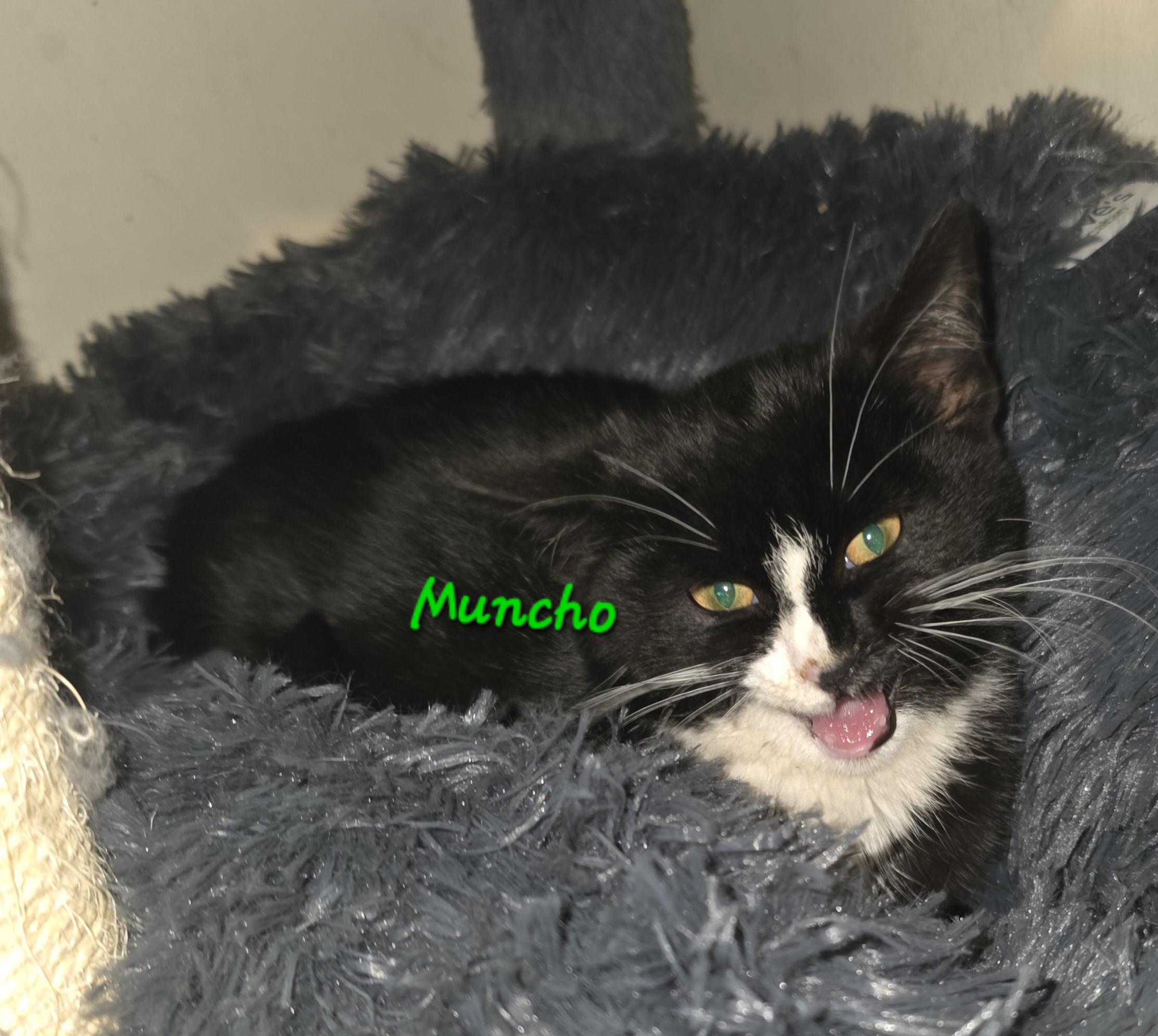 Enlarge Muncho, an adopted Tuxedo in Jamesville, NY image 2/5