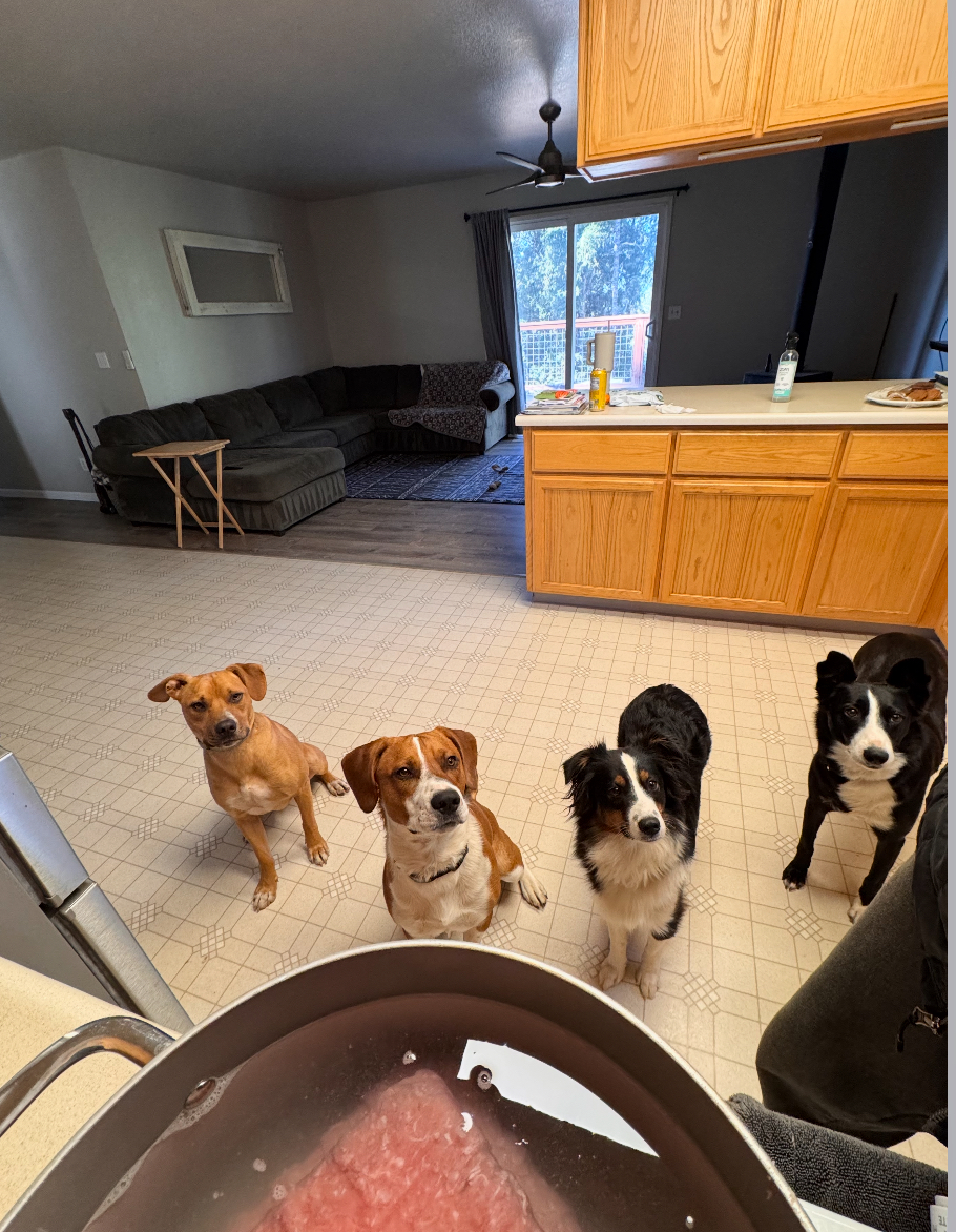 Flint, a Adoptable mixed breed in Willits , CA image 6/6