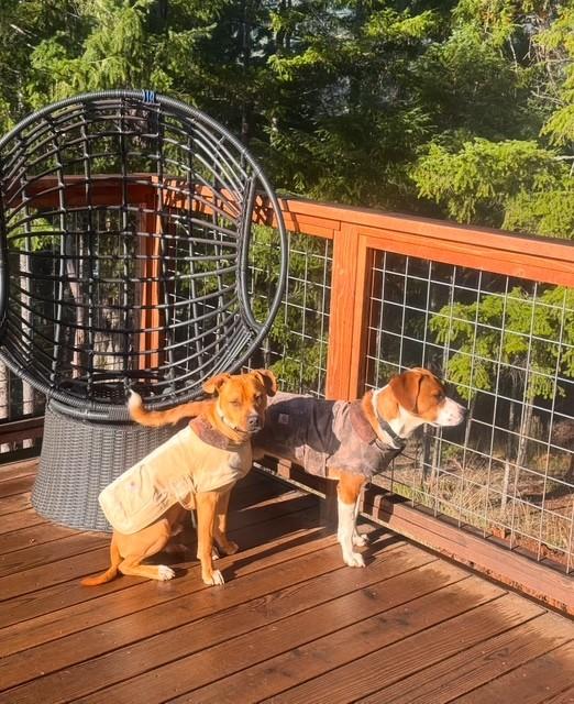 Flint, Adoptable, Young Male Mixed Breed.