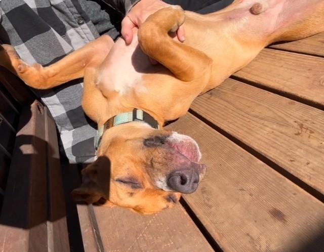 Flint, a Adoptable mixed breed in Willits , CA image 3/6