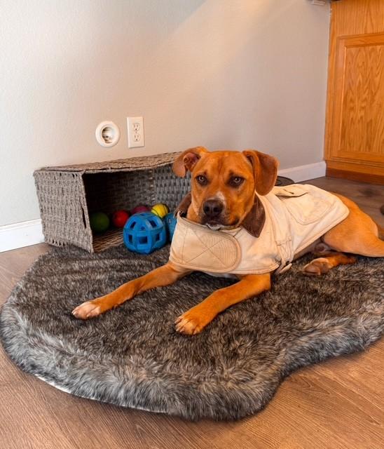 Flint, a Adoptable mixed breed in Willits , CA image 4/6