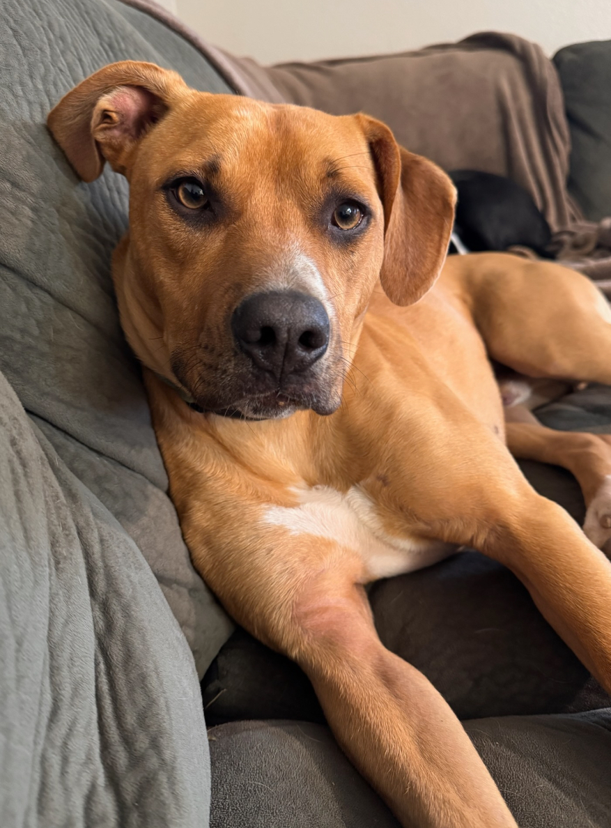 Flint, a Adoptable mixed breed in Willits , CA image 5/6