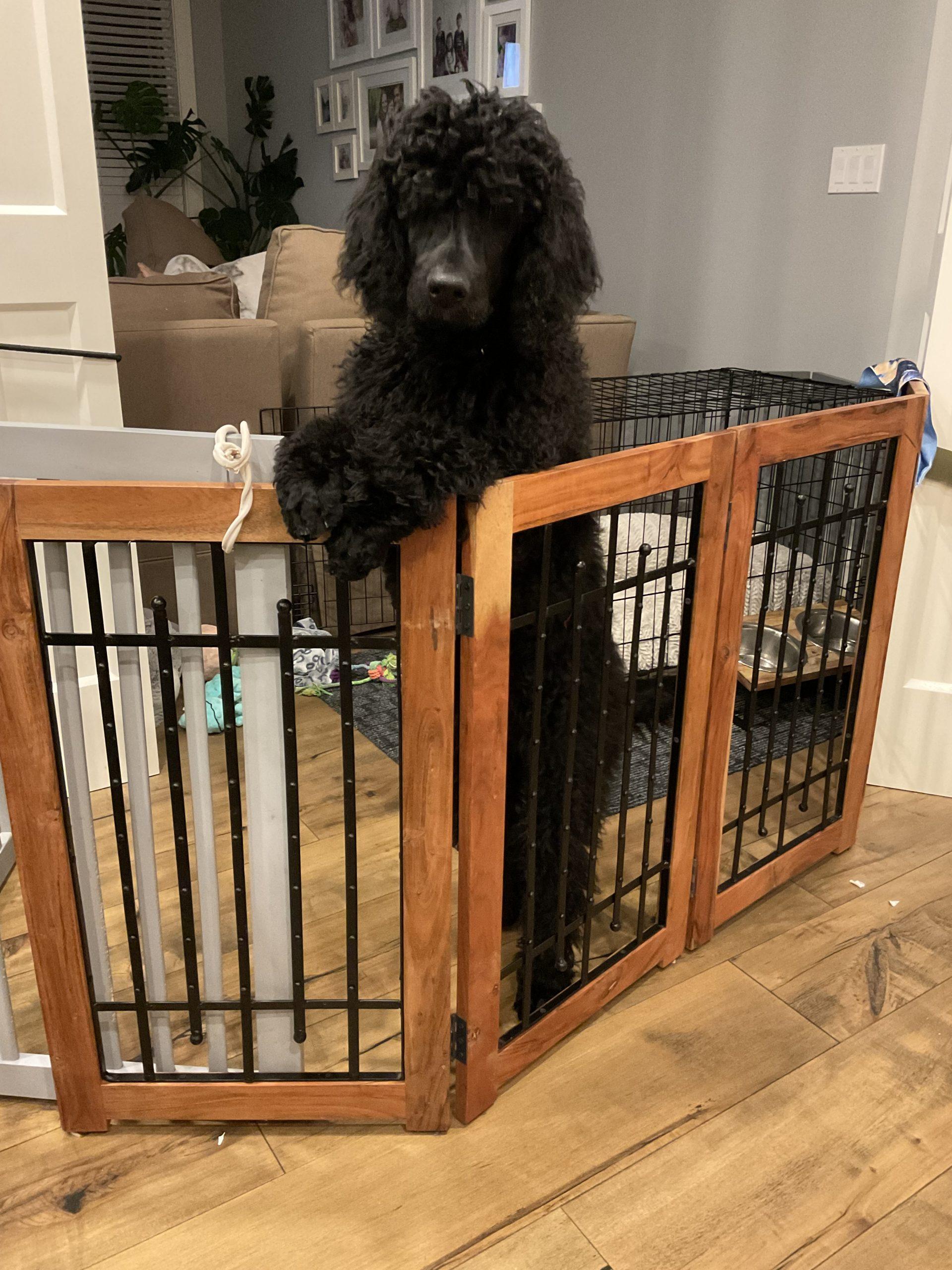 Guinness, a ADOPTABLE Standard Poodle in Whitby, ON image 3/3