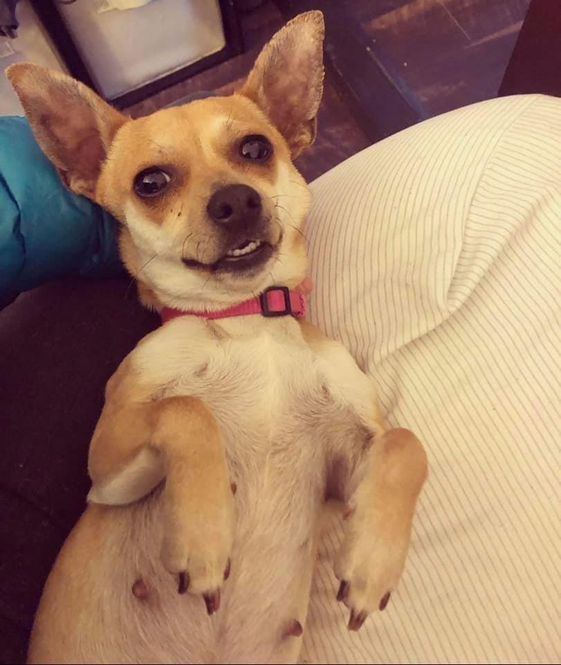 Enlarge Chippins, a Adopted mixed breed in Long Island City, NY image 1/3