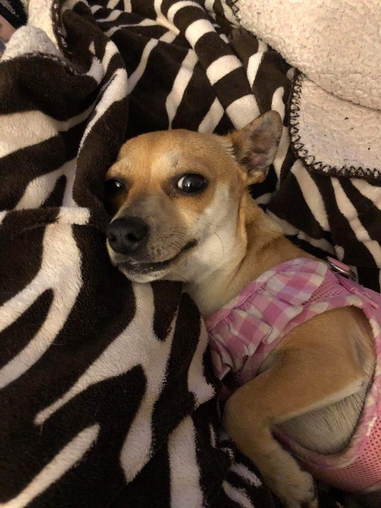 Enlarge Chippins, a Adopted mixed breed in Long Island City, NY image 2/3