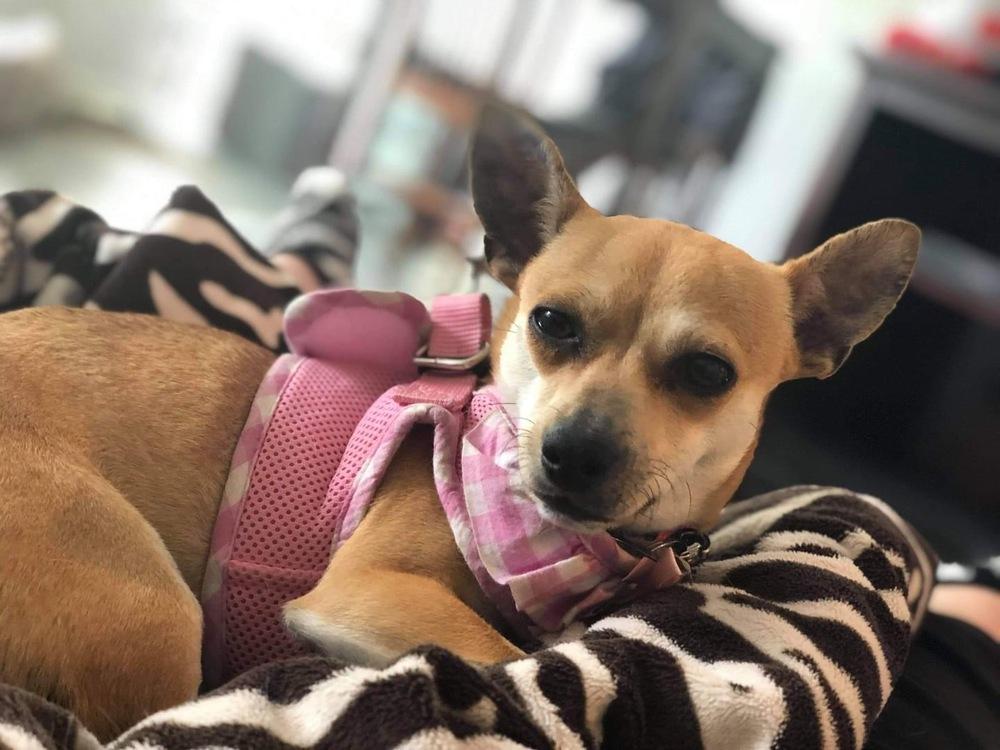 Enlarge Chippins, a Adopted mixed breed in Long Island City, NY image 3/3