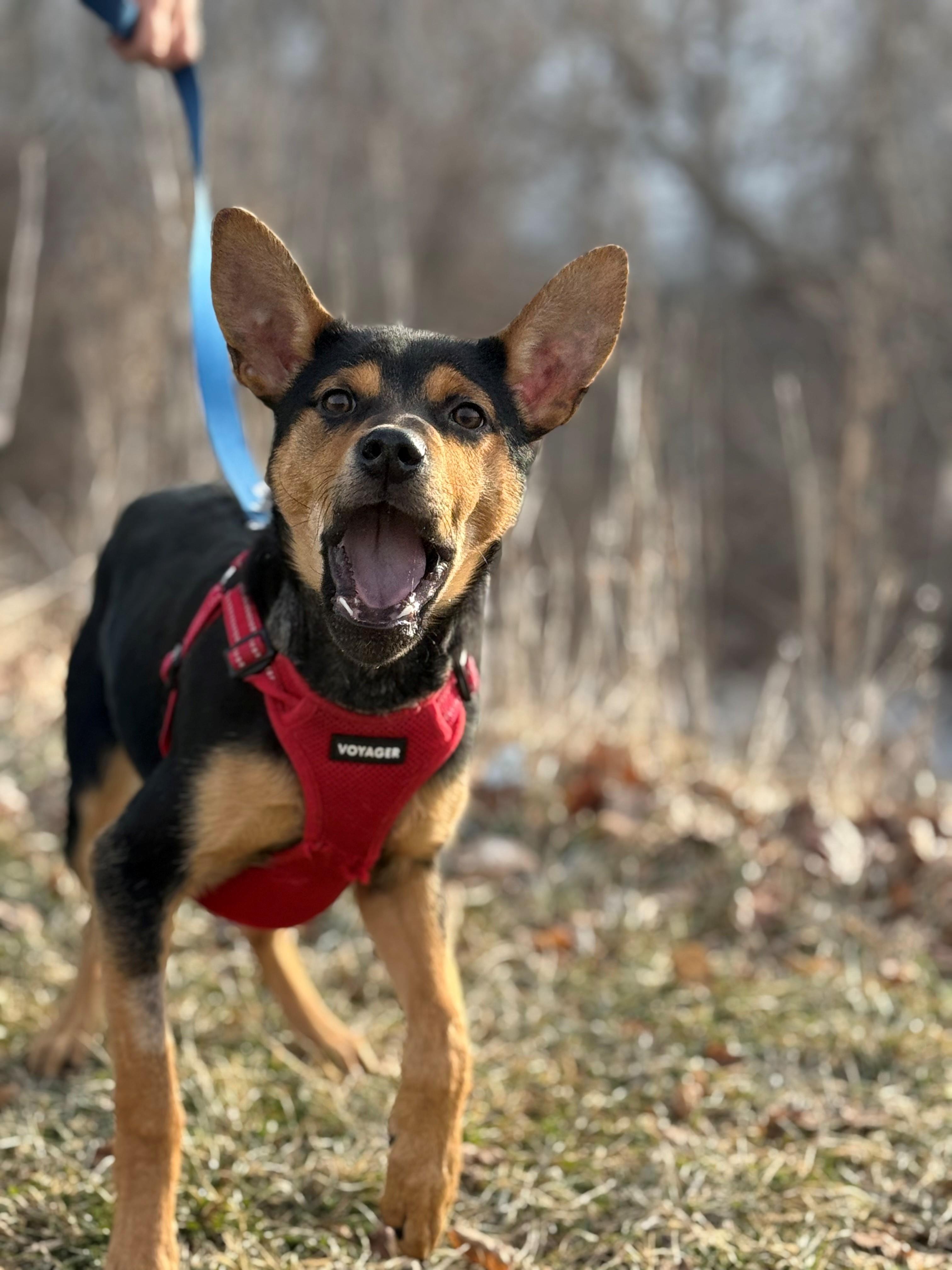 Enlarge Pearl, an adoptable mixed breed in Hamilton, ON image 5/6