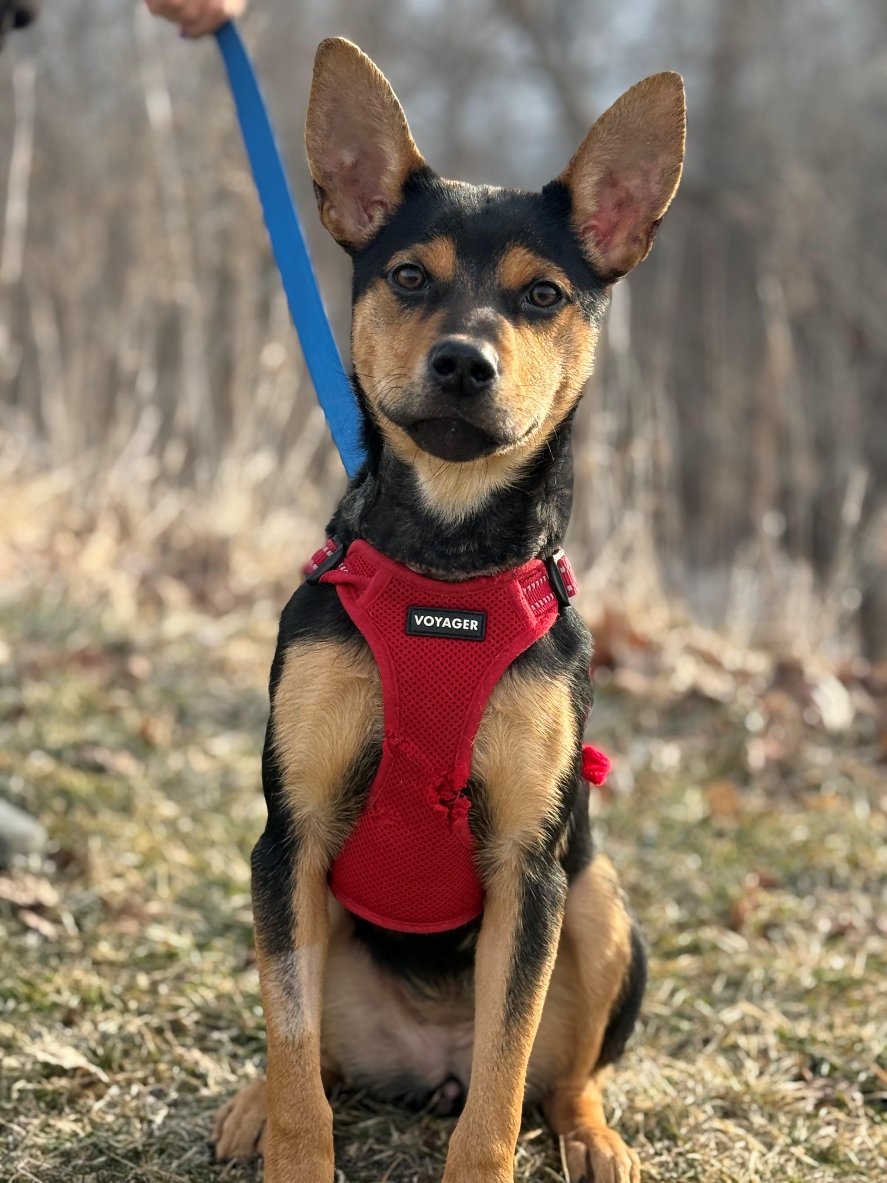 Enlarge Pearl, an adoptable mixed breed in Hamilton, ON image 3/6