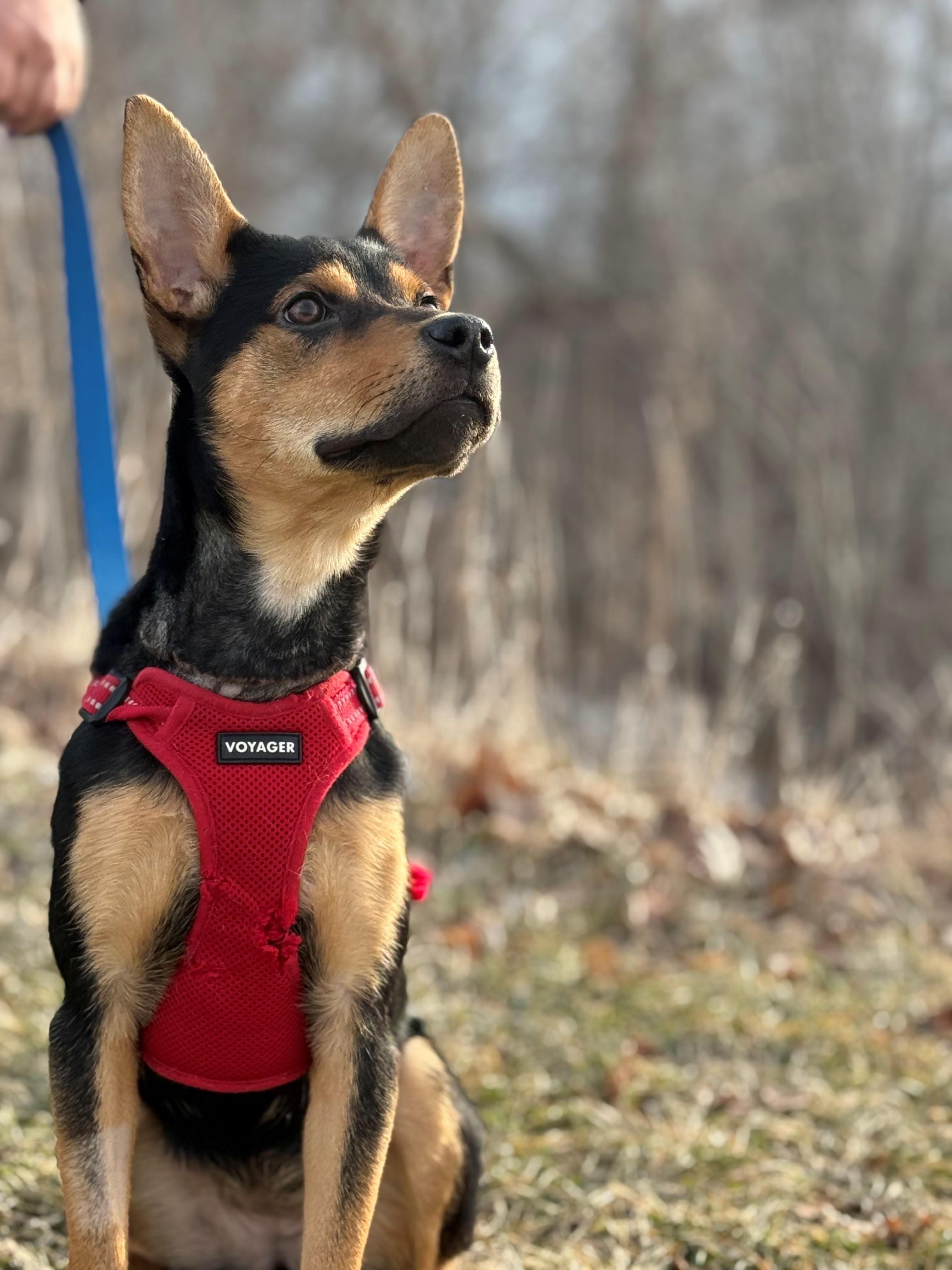 Enlarge Pearl, an adoptable mixed breed in Hamilton, ON image 2/6